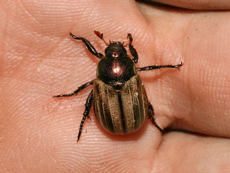 Mimela junii (da confermare)